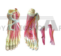 The dissection model of foot